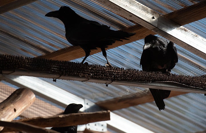 Three ravens on branches up toward the top of the rehabilitation enclosure