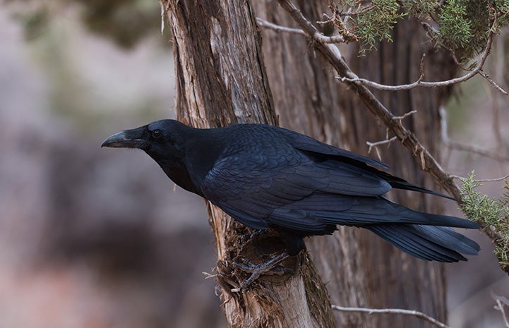 Single raven standing an a broken branch next to a tree trunk