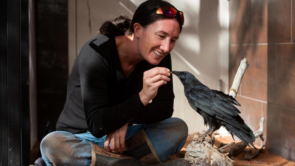 Smiling person hand-feeding a treat to Kazoo the crow