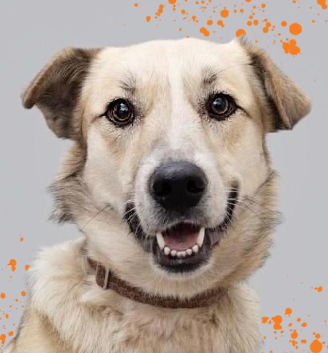 Tan and white dog smiling with orange splatter graphics